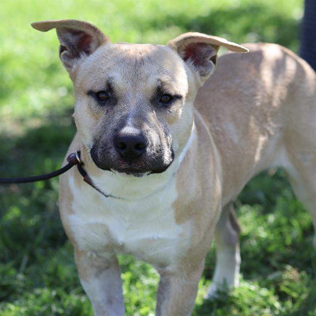 Ryan, a Pit Bull Terrier, available for adoption