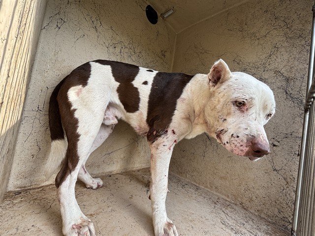 A481043, a Pit Bull Terrier (mix breed), available for adoption