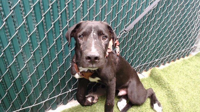 Loki, a Bullmastiff, available for adoption
