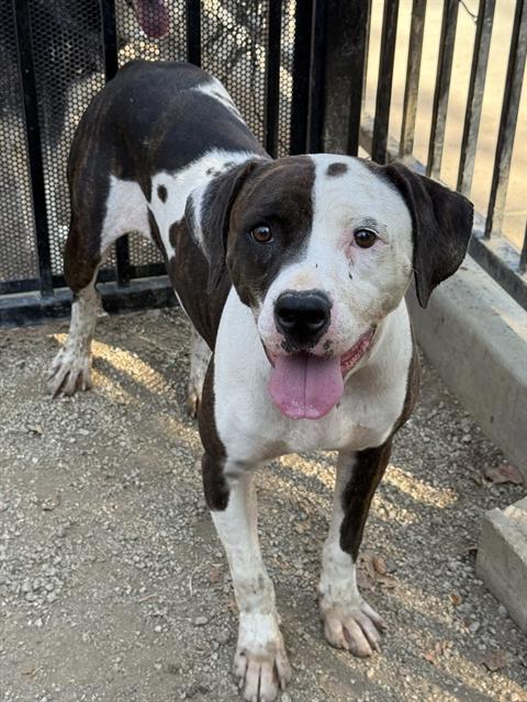 S'More, a Pit Bull Terrier (mix breed), available for adoption