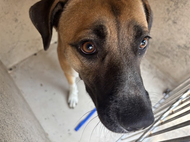 A481156, a Black Mouth Cur (mix breed), available for adoption