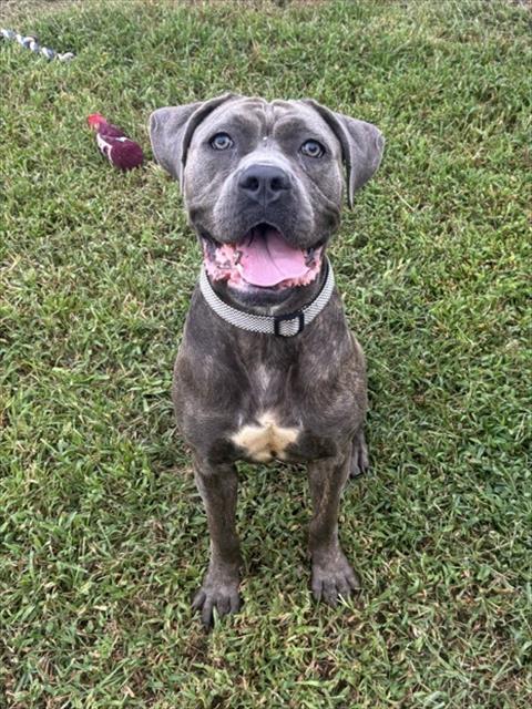 Khia, a Pit Bull Terrier (mix breed), available for adoption