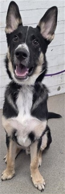 Ghost Rider, a German Shepherd (mix breed), available for adoption