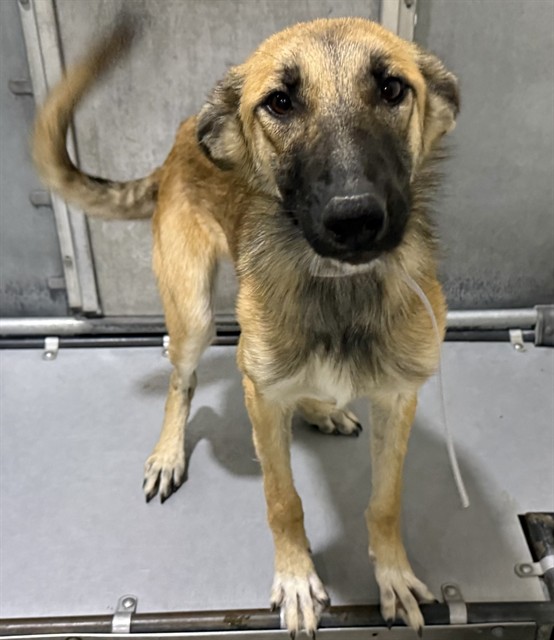 Wendy, a German Shepherd, available for adoption