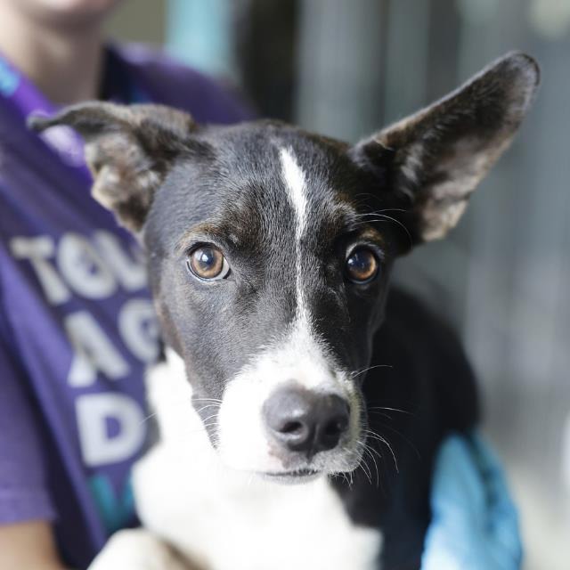 Hemmy, a Terrier (mix breed), available for adoption