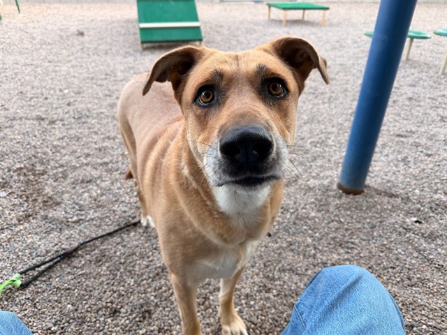 Daisy Rae, a Anatolian Shepherd (mix breed), available for adoption