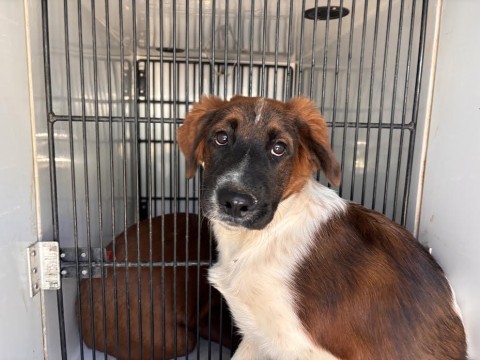 Koda, a Cattle Dog (mix breed), available for adoption