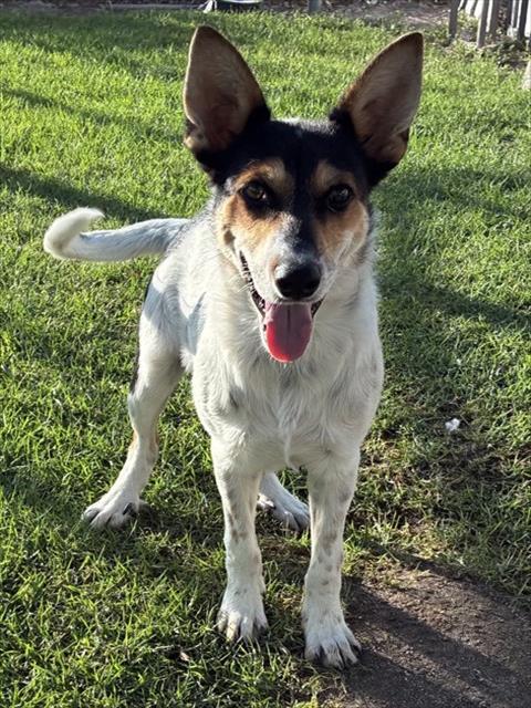 Spot, a Cattle Dog (mix breed), available for adoption