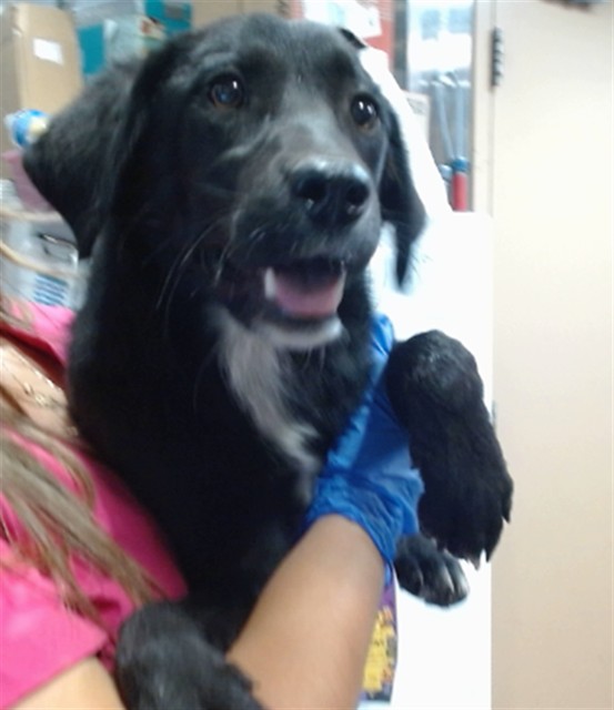 Bubbles, a Retriever, available for adoption