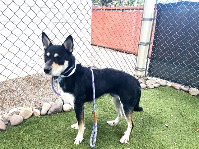 Apple, a German Shepherd (mix breed), available for adoption