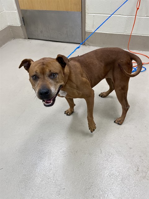 Chili, a Pit Bull Terrier (mix breed), available for adoption