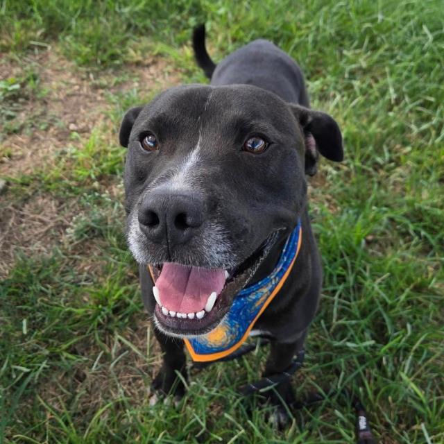 Tank, a American Staffordshire Terrier (mix breed), available for adoption