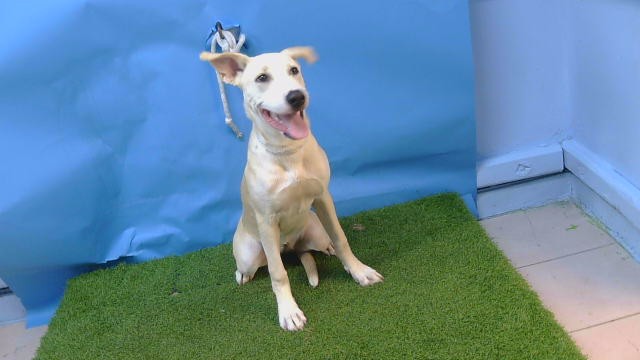 Muffin, a Labrador Retriever, available for adoption