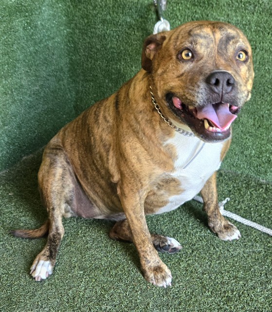 Luna, a Pit Bull Terrier, available for adoption