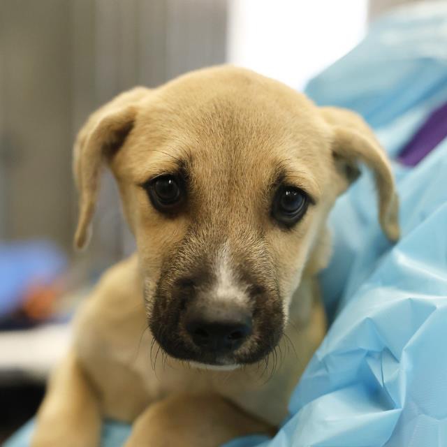 Jude-O, a Shepherd (mix breed), available for adoption