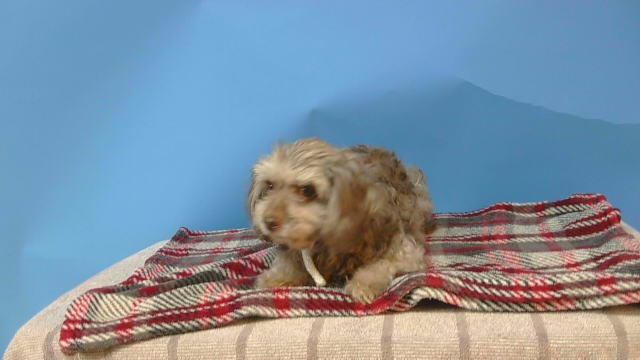 Tyler, a Maltese, available for adoption