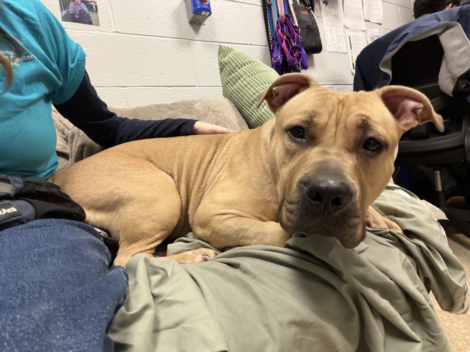Liv, a Pit Bull Terrier, available for adoption