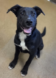Navy, a Labrador Retriever (mix breed), available for adoption