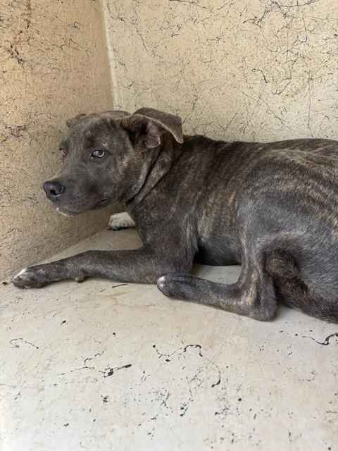 A482075, a Pit Bull Terrier (mix breed), available for adoption