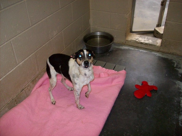 Main Photo of this Dog