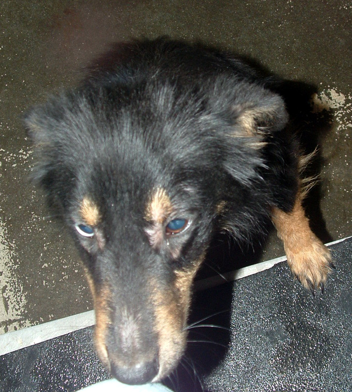 Other Photos of thie Dog