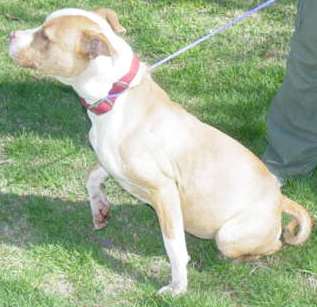 Other Photos of thie Dog
