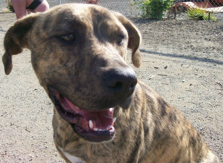 Other Photos of thie Dog