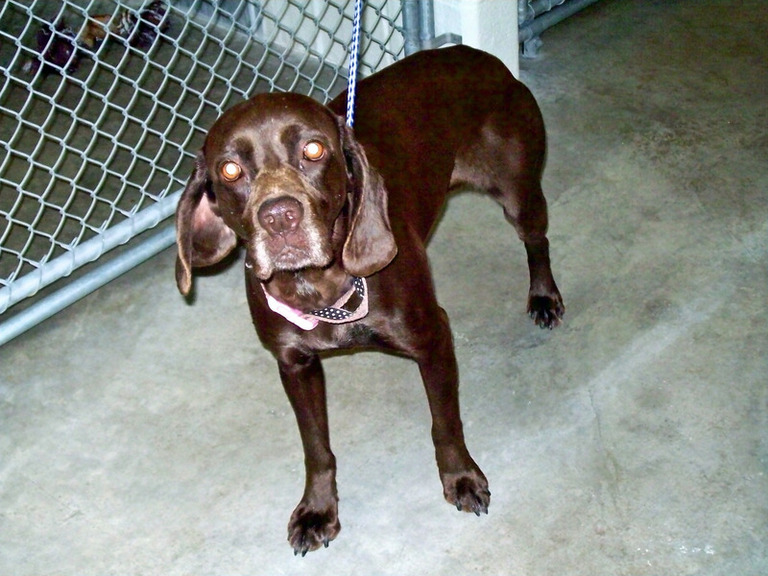 Other Photos of thie Dog