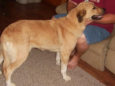 Other Photos of thie Dog