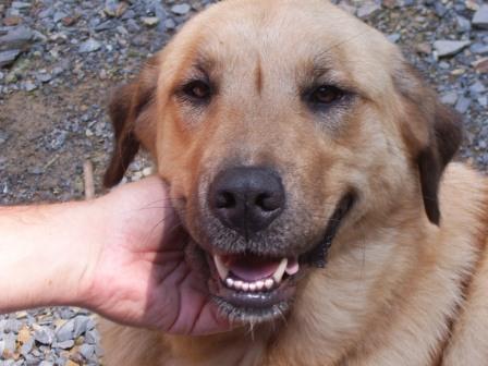Other Photos of thie Dog