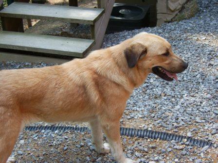 Other Photos of thie Dog