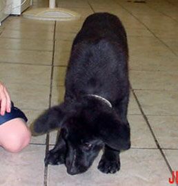 Other Photos of thie Dog