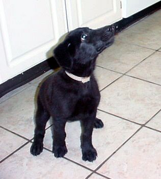Other Photos of thie Dog