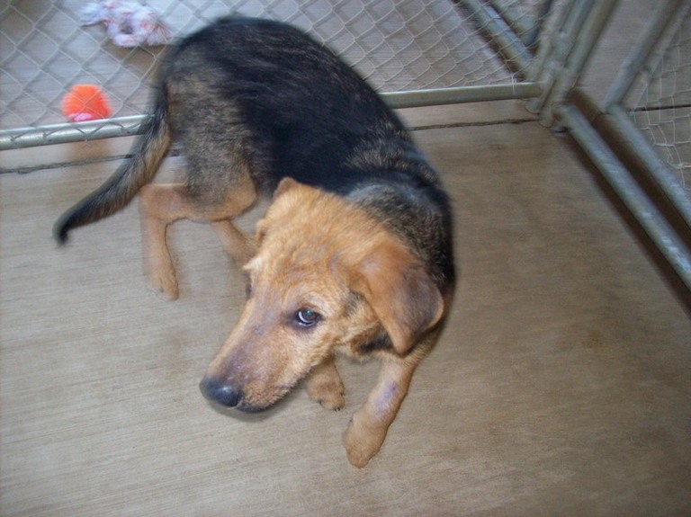 Other Photos of thie Dog
