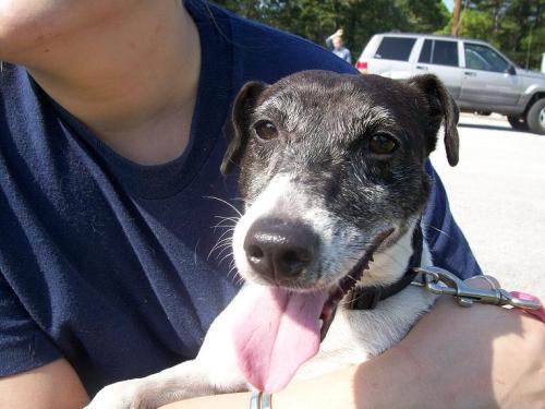 Other Photos of thie Dog