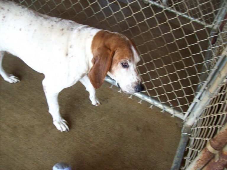 Other Photos of thie Dog