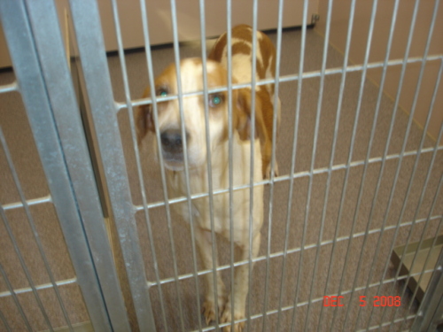 Other Photos of thie Dog