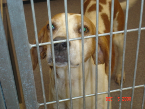 Other Photos of thie Dog