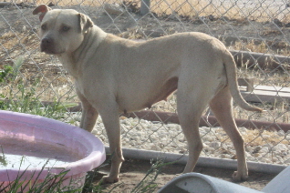 Other Photos of thie Dog