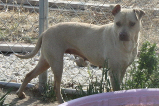 Other Photos of thie Dog