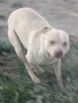 Other Photos of thie Dog