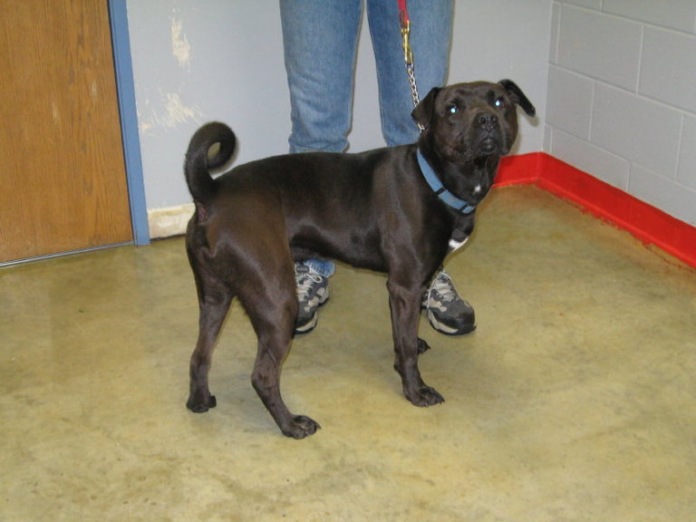 Other Photos of thie Dog