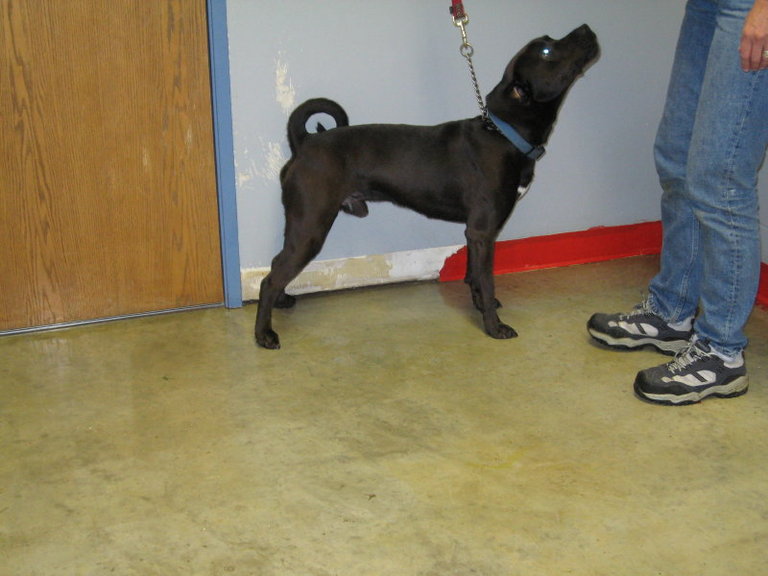 Other Photos of thie Dog