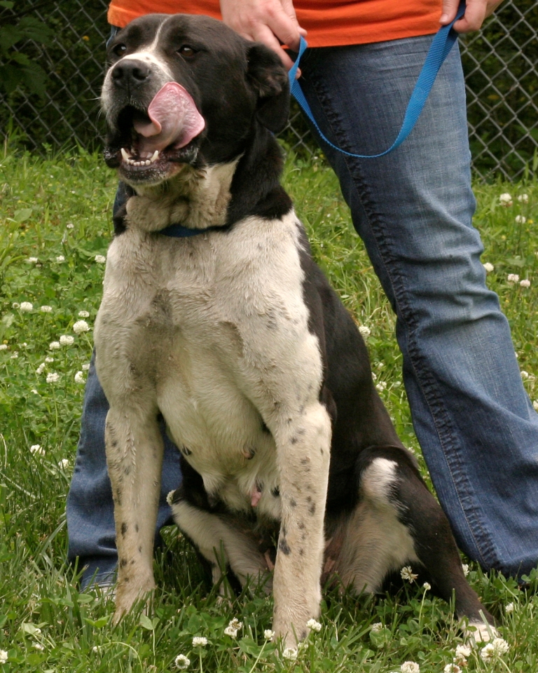 Other Photos of thie Dog