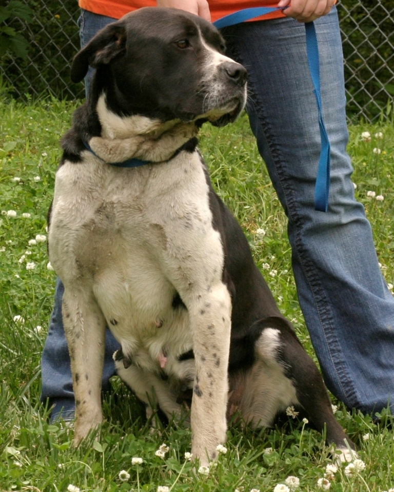 Other Photos of thie Dog