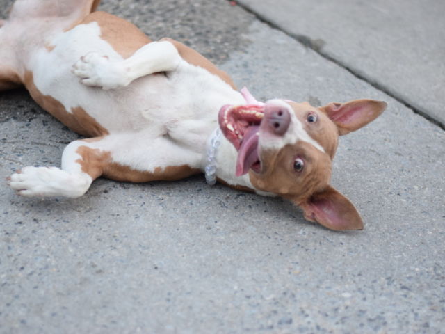 Other Photos of thie Dog