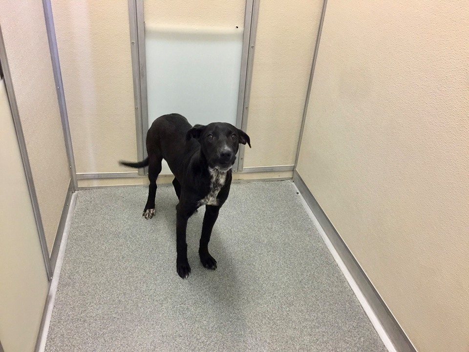 Other Photos of thie Dog