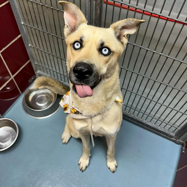 Main Photo of this Dog