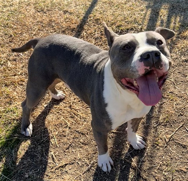 Main Photo of this Dog