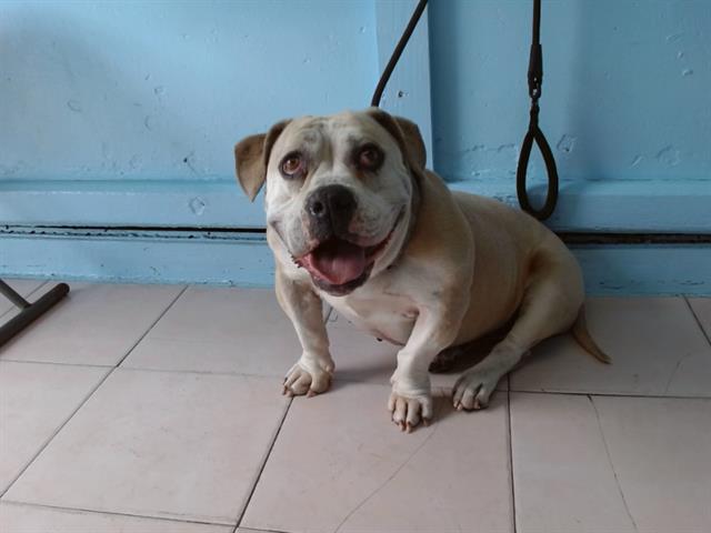 Main Photo of this Dog